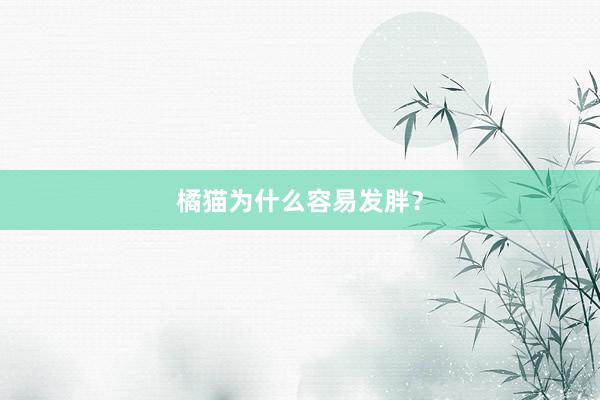 橘猫为什么容易发胖？